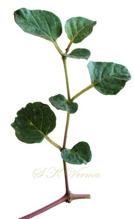  A branch with pairs of Leaves (Leaves of pair unequal)